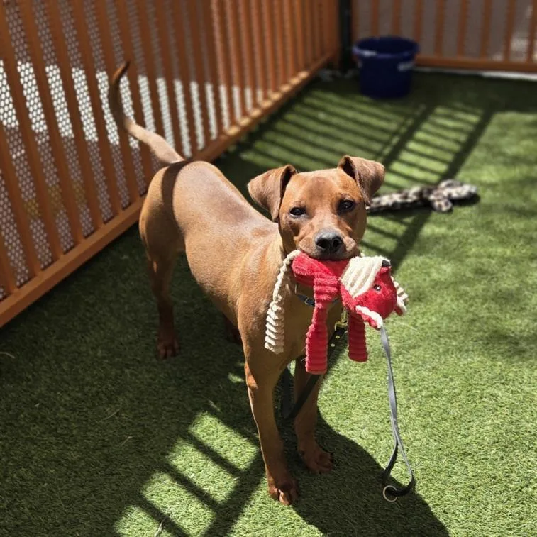 A young small-sized male Pit Bull Terrier dog named Milo for adoption in Las Vegas, NV