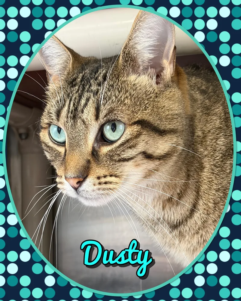 An adult medium-sized female Tabby (Buff / Tan / Fawn) Domestic Short Hair cat named Dusty for adoption in Somerset, NJ