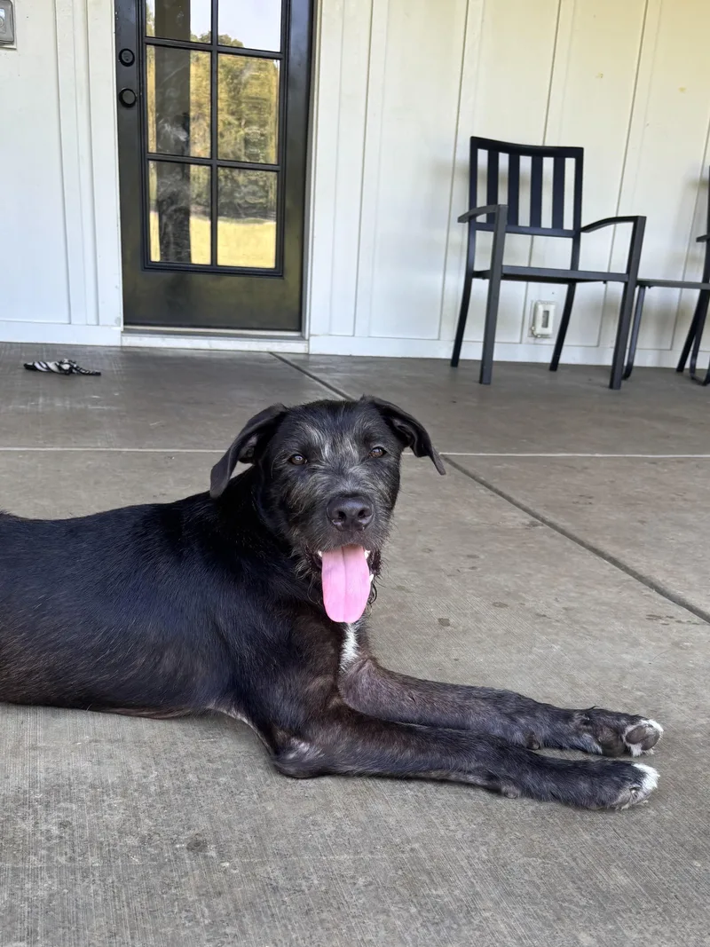 A baby medium-sized male Mixed Breed dog named Maui for adoption in Lexington, KY