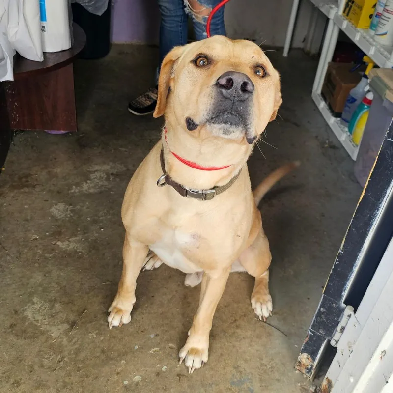 An adult small-sized male Yellow / Tan / Blond / Fawn Labrador Retriever dog named Stan Lee for adoption in Pulaski, TN