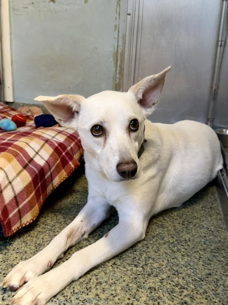An adult small-sized female White / Cream Labrador Retriever dog named Gracie for adoption in Harrison, NY