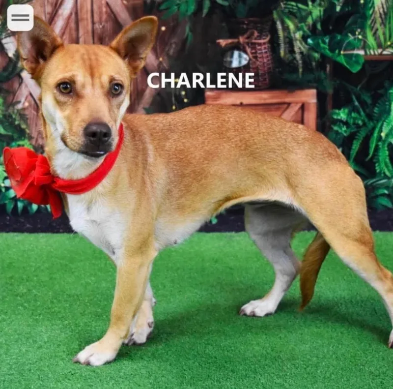 Charlene