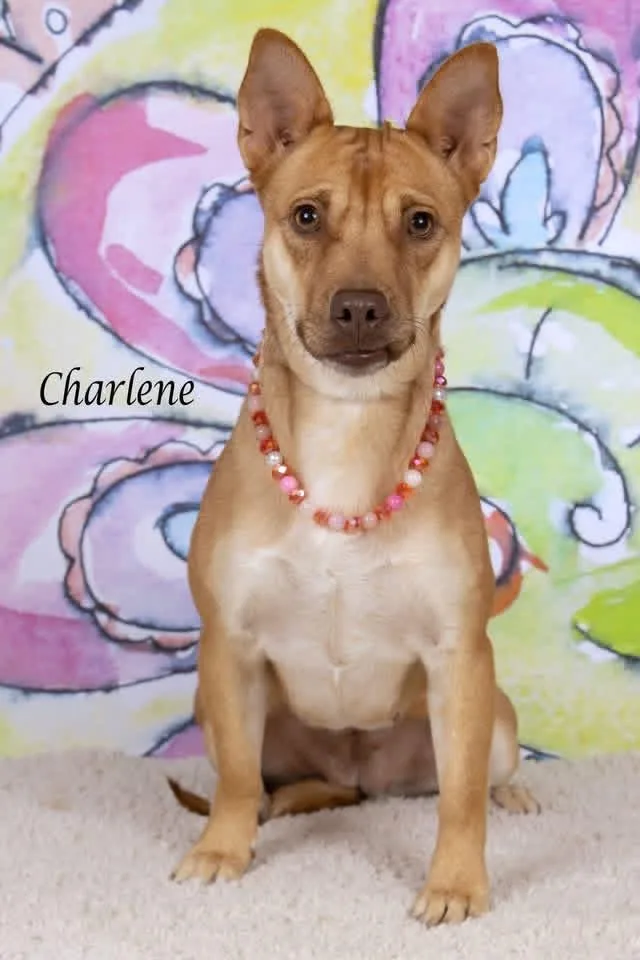Charlene thumbnail 3