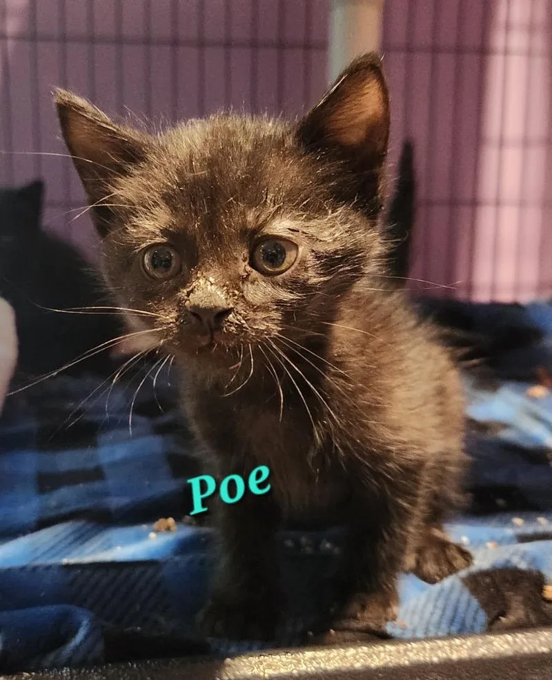 A baby small-sized female Domestic Short Hair cat named Poe for adoption in Cambridge, MD