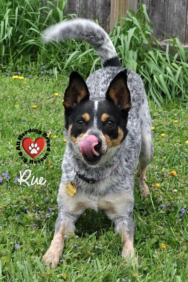 A young small-sized female Gray / Blue / Silver Australian Cattle Dog / Blue Heeler dog named Rue for adoption in Joliet, IL