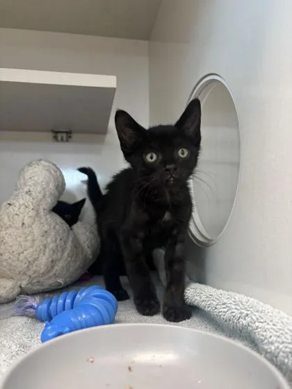 A baby small-sized male Domestic Medium Hair cat named Batty the Blackie for adoption in Manteo, NC