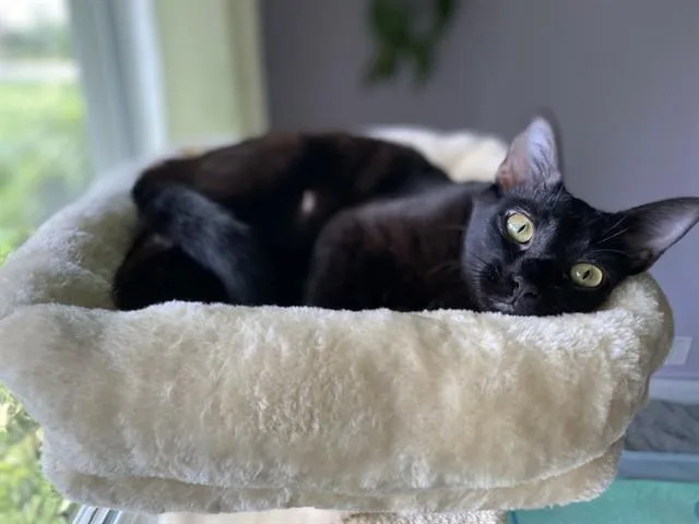 An adult medium-sized female Domestic Short Hair cat named Magnolia for adoption in Omaha, NE