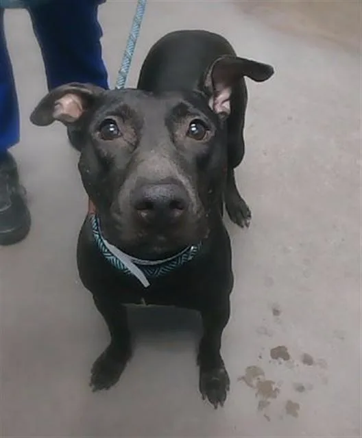 An adult large-sized female Pit Bull Terrier dog named Esmie for adoption in Phoenix, AZ