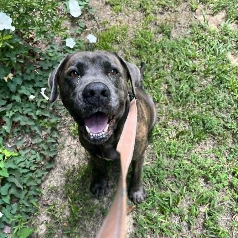 An adult large-sized female Gray / Blue / Silver Mastiff dog named Charlie for adoption in Orange, VA