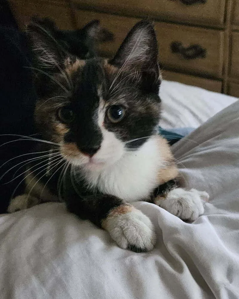 A baby medium-sized female Black & White / Tuxedo Domestic Short Hair cat named Beetle for adoption in Boone, CO