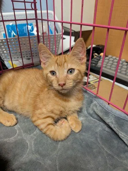 A baby small-sized male Domestic Short Hair cat named McChicken for adoption in Chamblee, GA