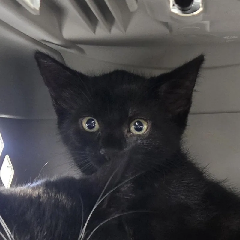 A baby small-sized female Black Domestic Short Hair cat named AHNJStray for adoption in Newark, NJ