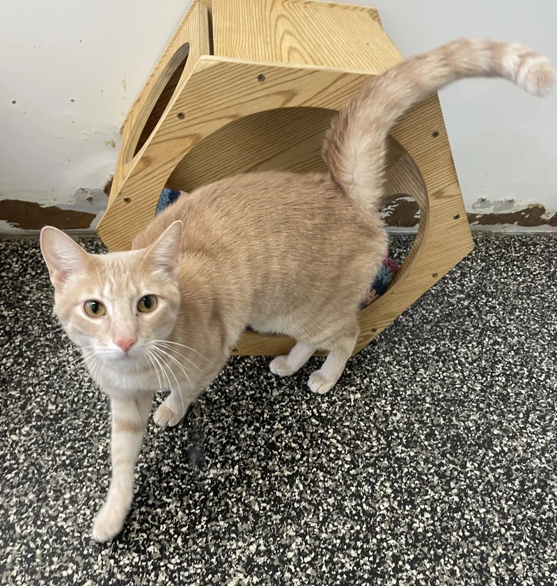 A young medium-sized male Tabby cat named Hissy Fit for adoption in McKenzie, TN
