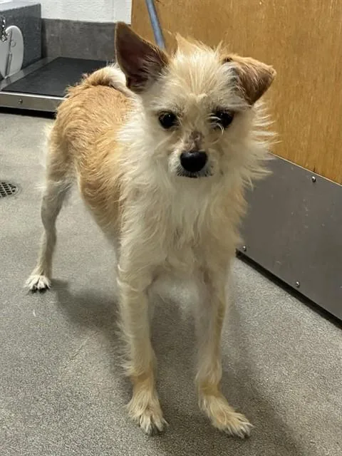 An adult small-sized male Maltese dog named Bumblebee for adoption in Upper Marlboro, MD