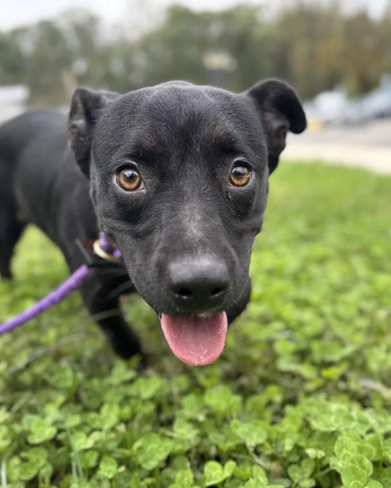 A young small-sized male Terrier dog named Tootsie Roll for adoption in Manassas, VA