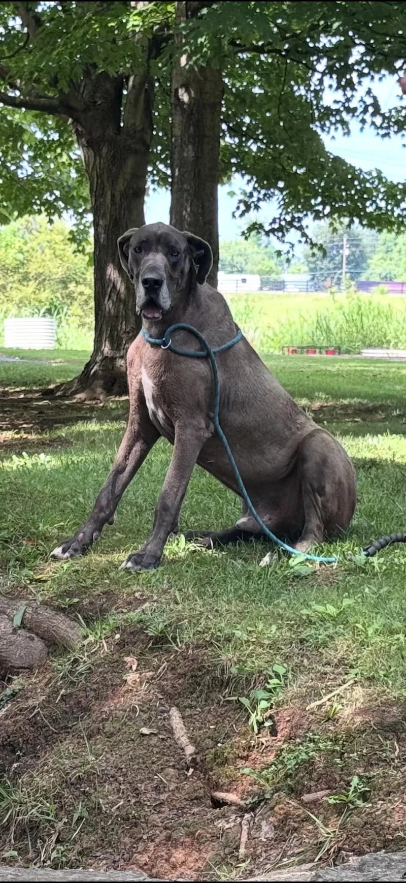 An adult extra large-sized male Great Dane dog named Stone for adoption in Luttrell, TN