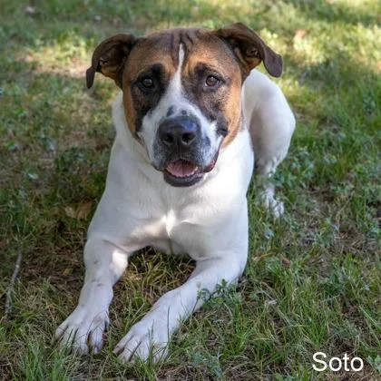 An adult large-sized male White / Cream Boxer dog named Soto for adoption in Tyler, TX