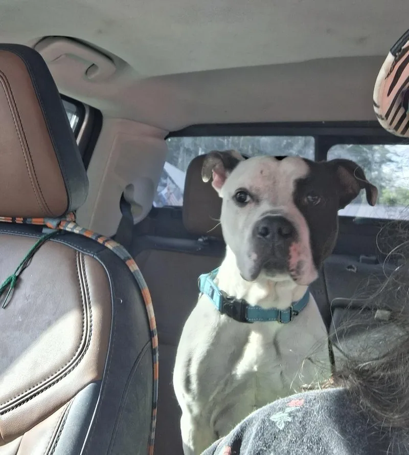 An adult medium-sized male Tricolor (Brown, Black, & White) Pit Bull Terrier dog named Levi for adoption in White River Junction, VT
