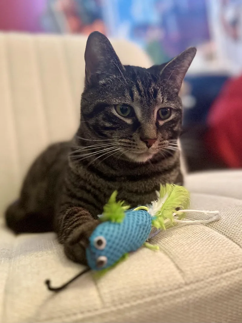 Wrangler thumbnail 3