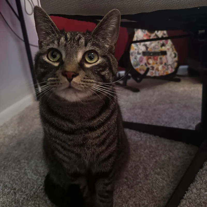 Wrangler thumbnail 5