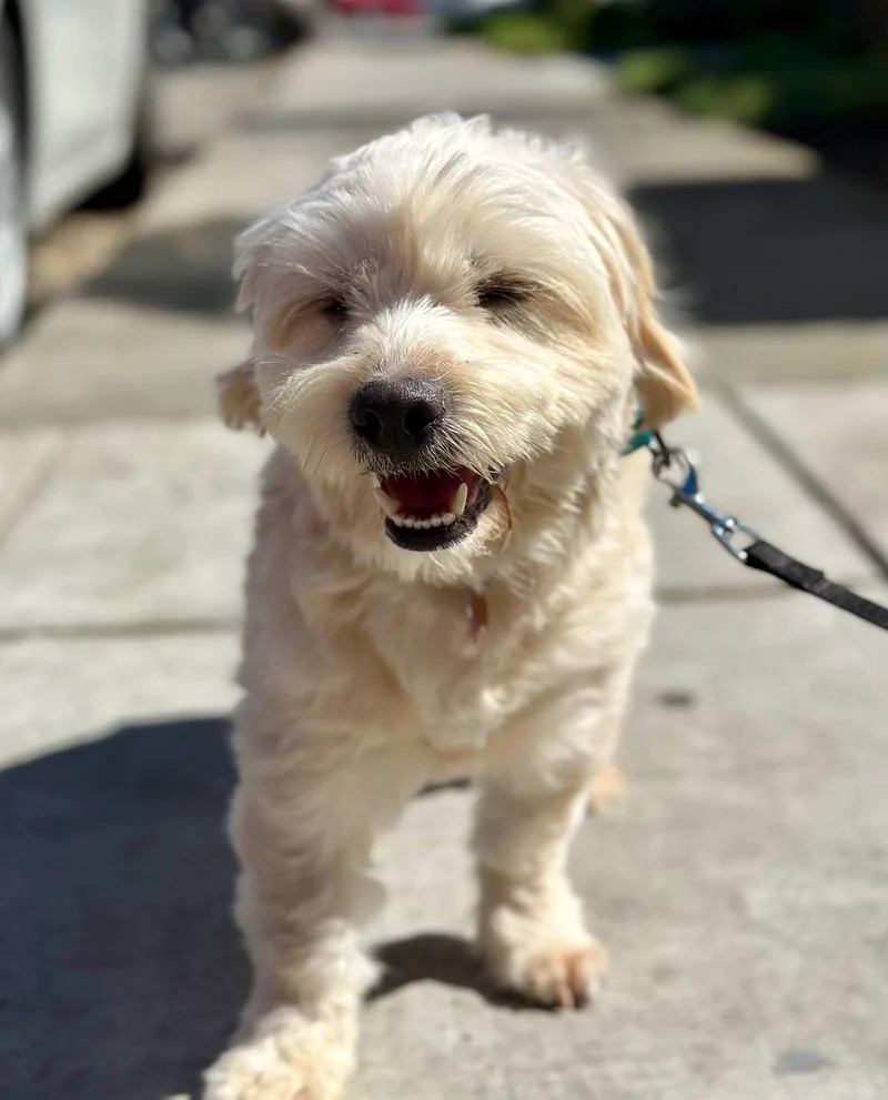 Shishkebab thumbnail 2