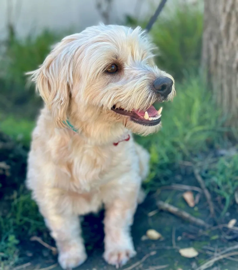 Shishkebab thumbnail 3