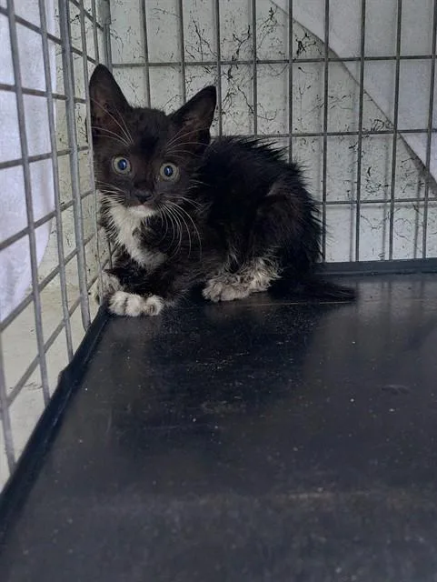 A baby small-sized female Domestic Short Hair cat named A for adoption in Fort Lauderdale, FL