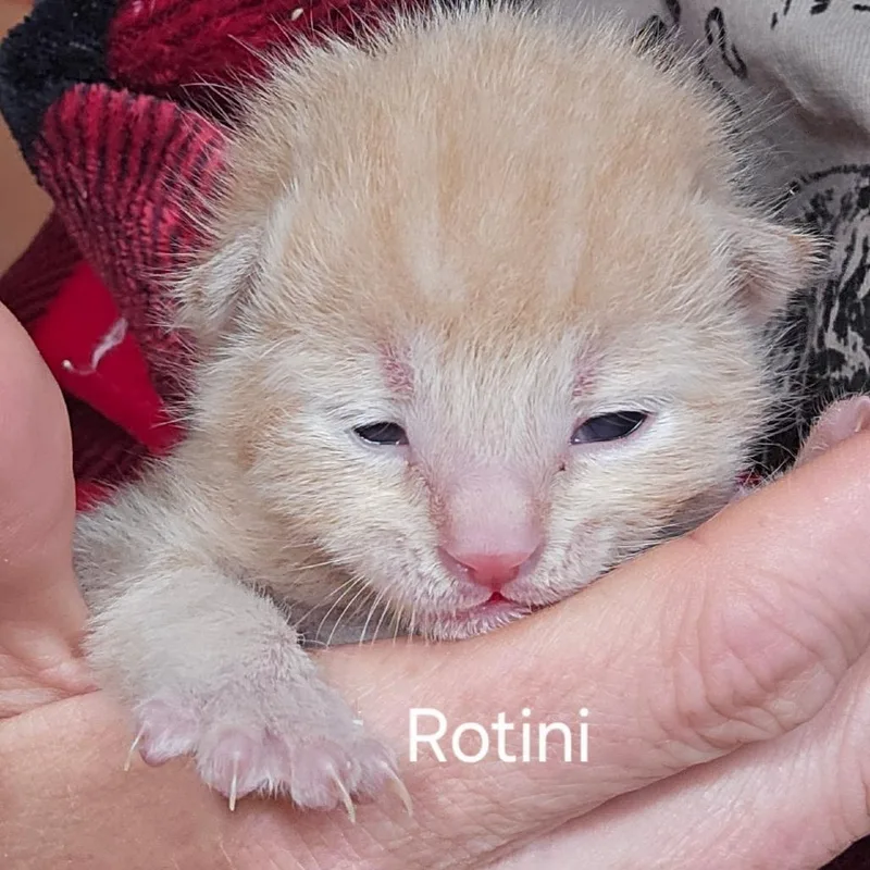 Rotini thumbnail 2