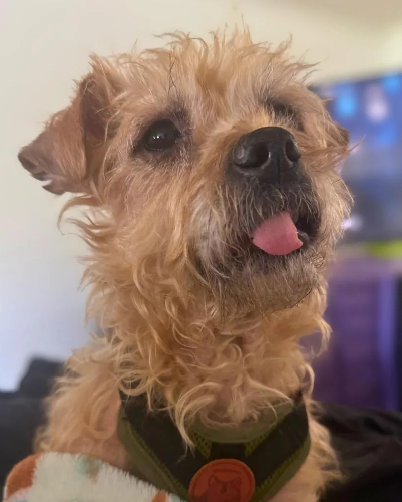 A senior small-sized male Shih Tzu dog named Bagel for adoption in Bryan, TX