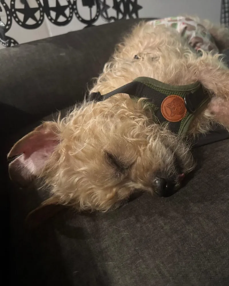 Bagel thumbnail 3