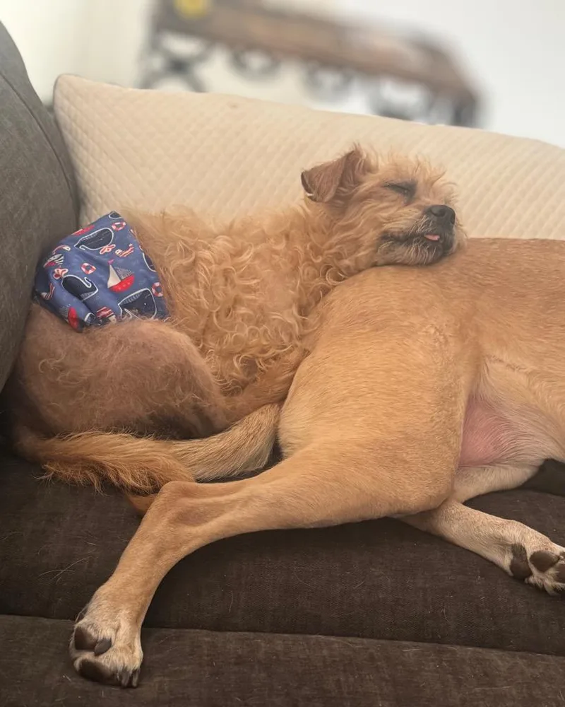 Bagel thumbnail 5