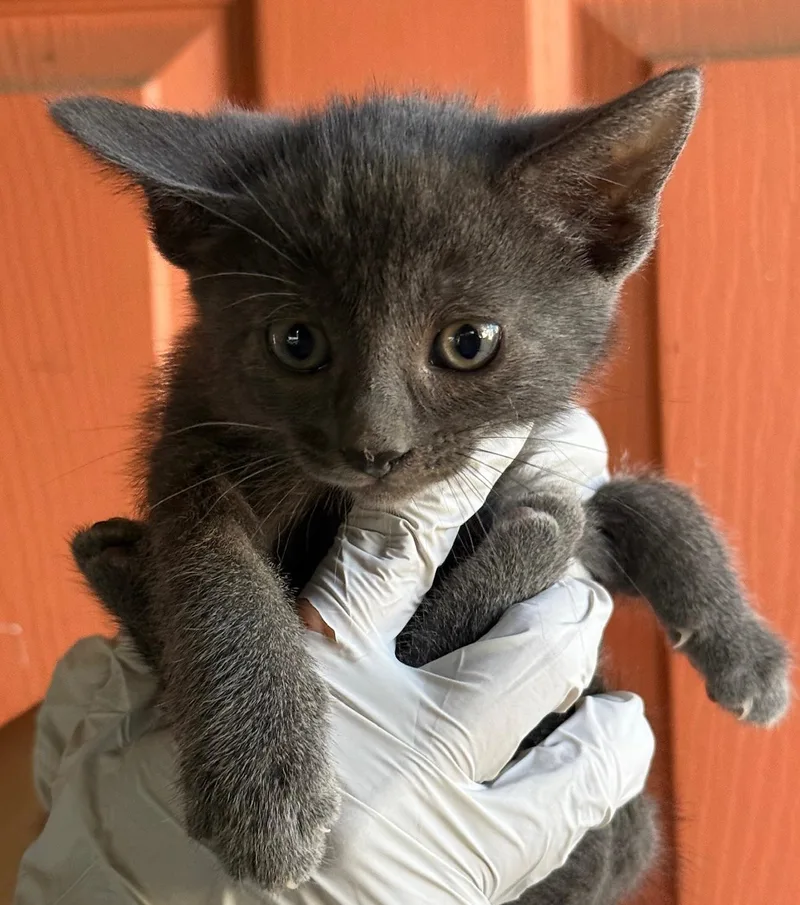 A baby medium-sized female Dilute Tortoiseshell Domestic Short Hair cat named Eloise for adoption in Huntington Beach, CA