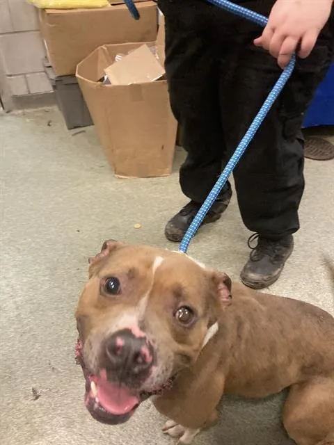 An adult medium-sized male Mixed Breed dog named Hank for adoption in Dallas, TX