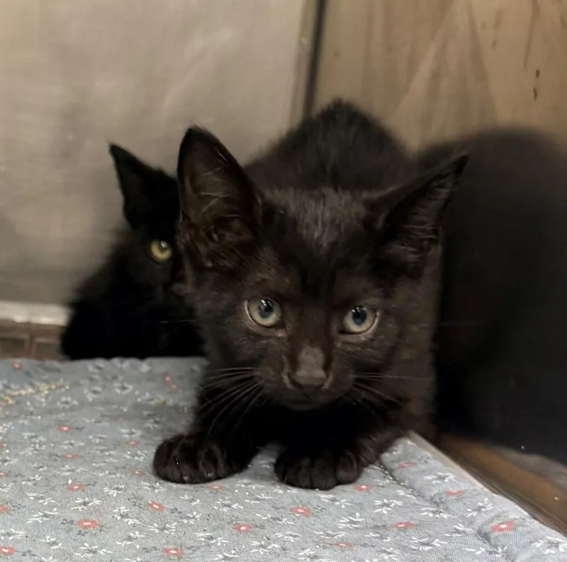A baby small-sized female Domestic Short Hair cat named Cheyanne for adoption in North Vernon, IN