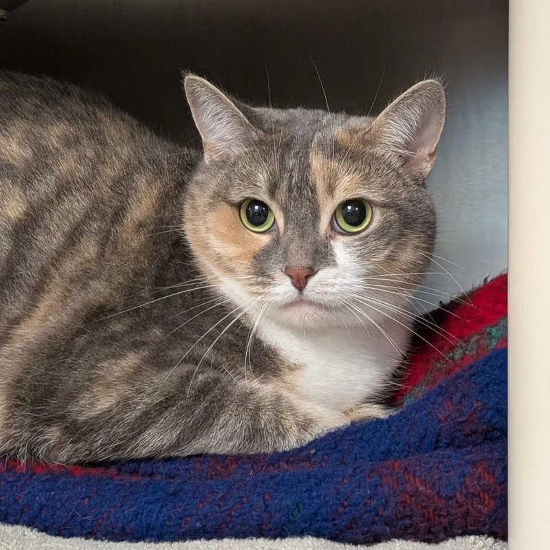 An adult large-sized female Calico Domestic Short Hair cat named Winter Storm for adoption in Springfield, MA