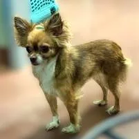 Gretchen