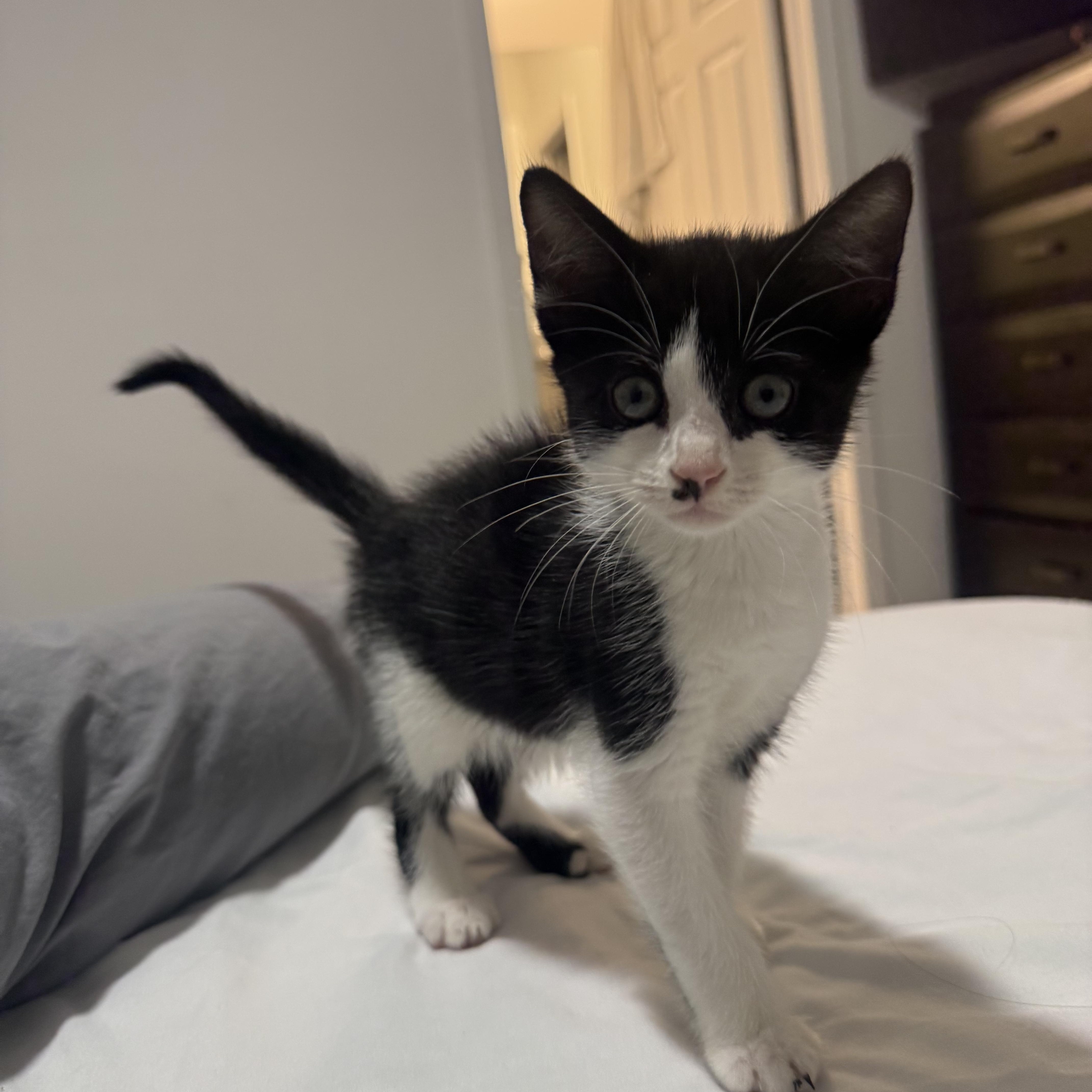 A baby medium-sized female Black & White / Tuxedo Domestic Short Hair cat named Bella for adoption in Tampa, FL