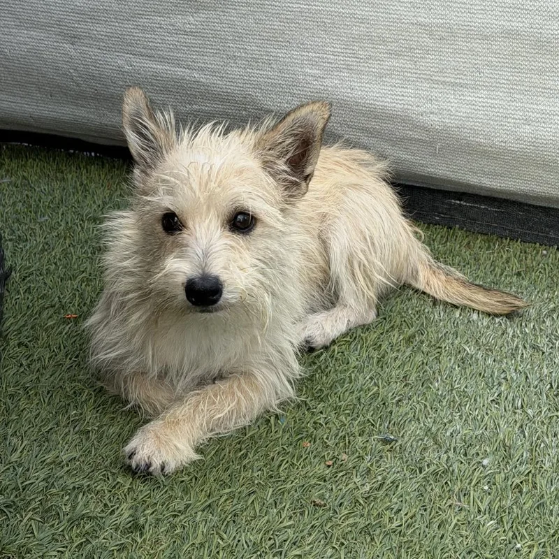An adult small-sized male Terrier dog named Buzz for adoption in San Diego, CA