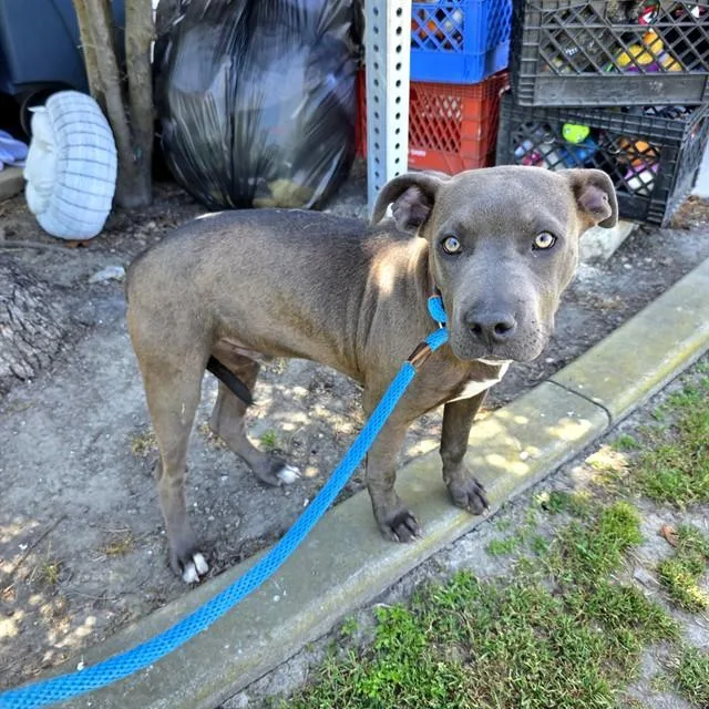 A baby medium-sized male Pit Bull Terrier dog named Matcha for adoption in Long Beach, CA