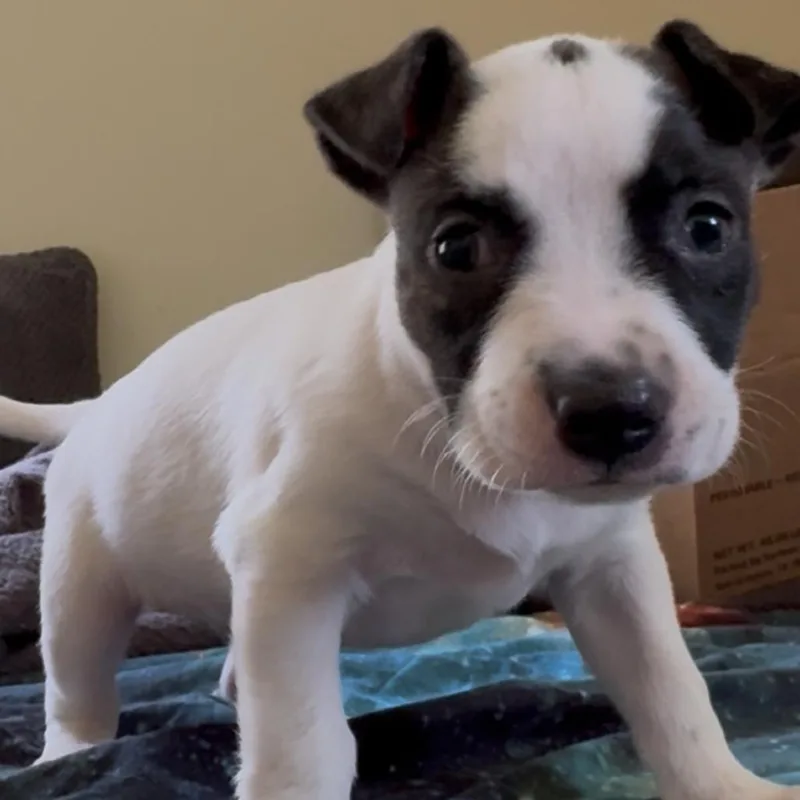 A baby small-sized male White / Cream Mixed Breed dog named Milo for adoption in Kansas City, MO