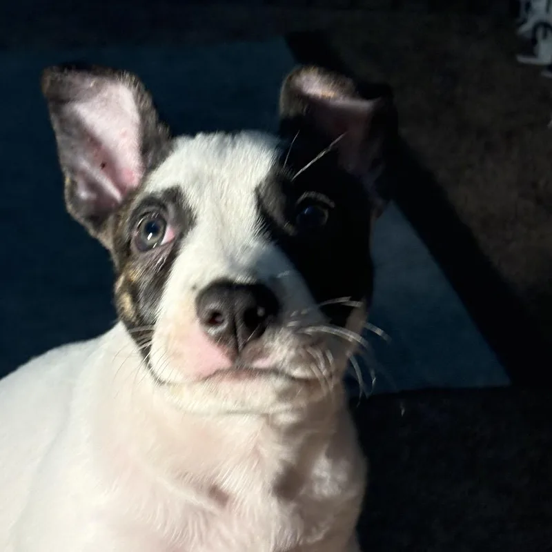 Milo thumbnail 2