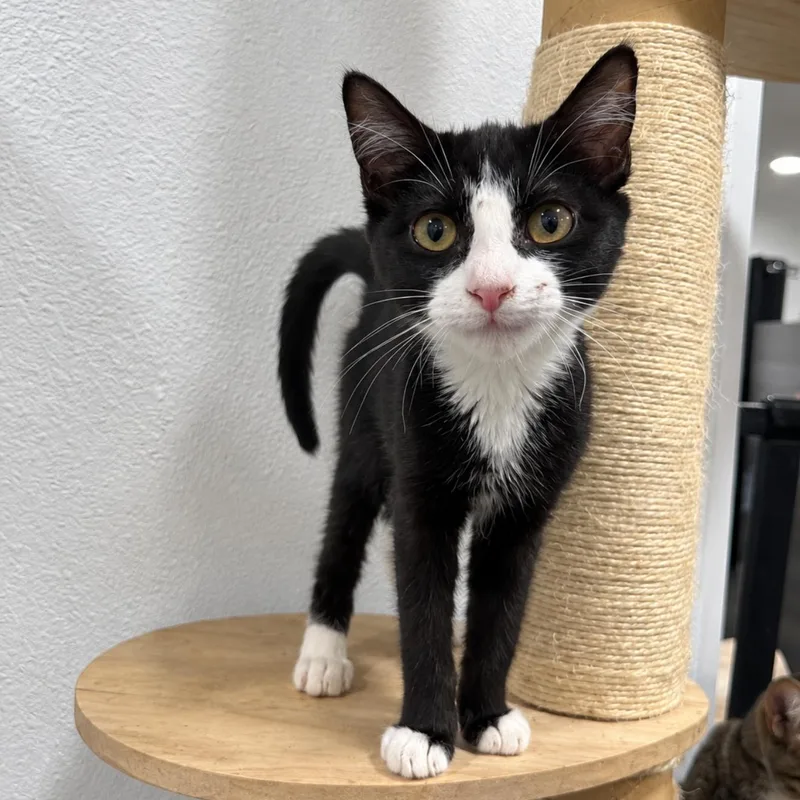 A baby medium-sized female Black & White / Tuxedo Tuxedo cat named Roxy for adoption in Fresno, CA