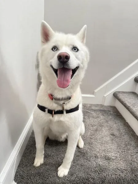 An adult large-sized male Siberian Husky dog named Ghost for adoption in Skillman, NJ