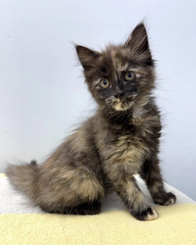 A baby medium-sized female Black Domestic Short Hair cat named Chai And Dove Bonded for adoption in Mount Vernon, OH