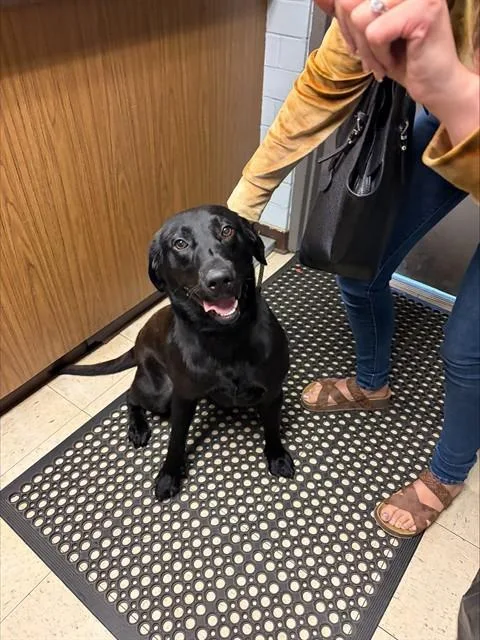 An adult large-sized male Labrador Retriever dog named Banjo for adoption in Stockton, CA