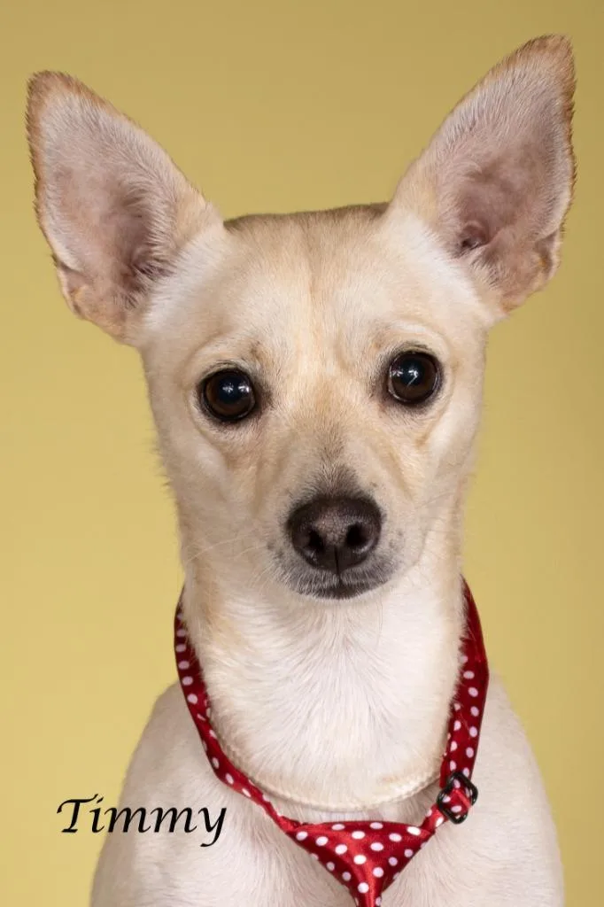 A young small-sized male Chihuahua dog named Timmy for adoption in Gilbert, AZ