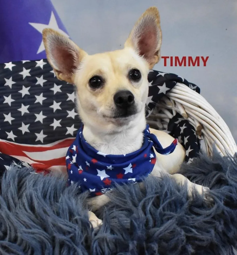 Timmy thumbnail 2