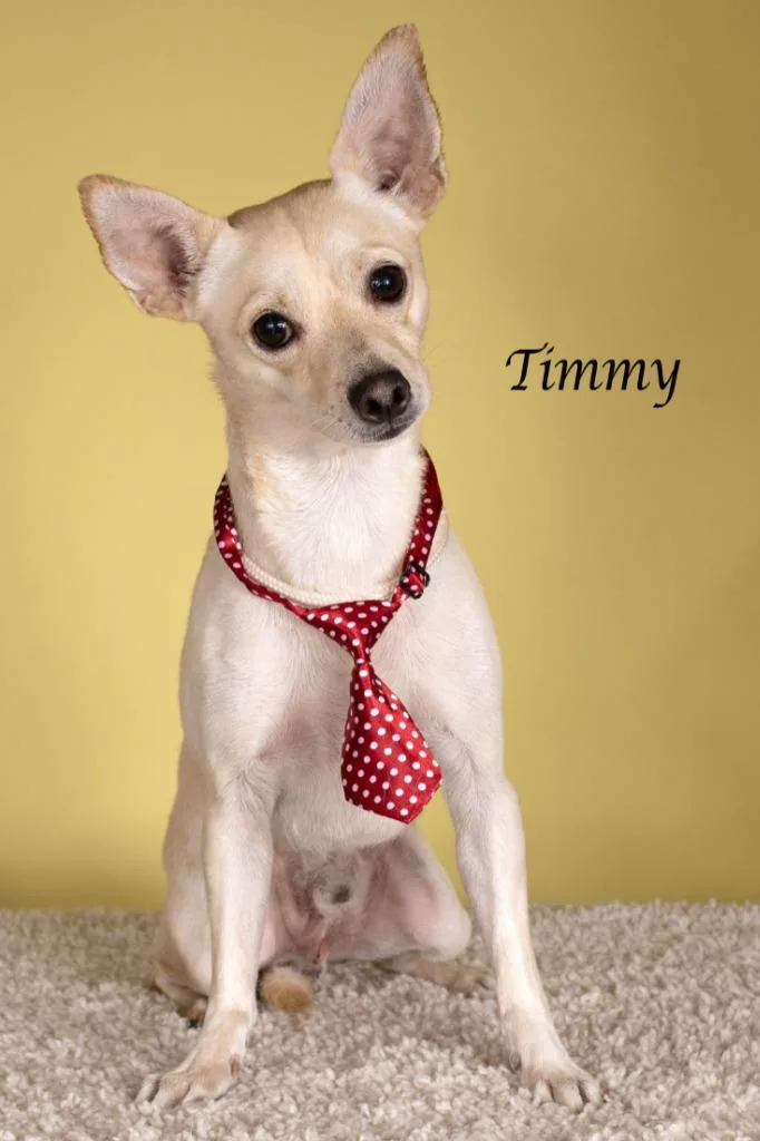 Timmy thumbnail 3
