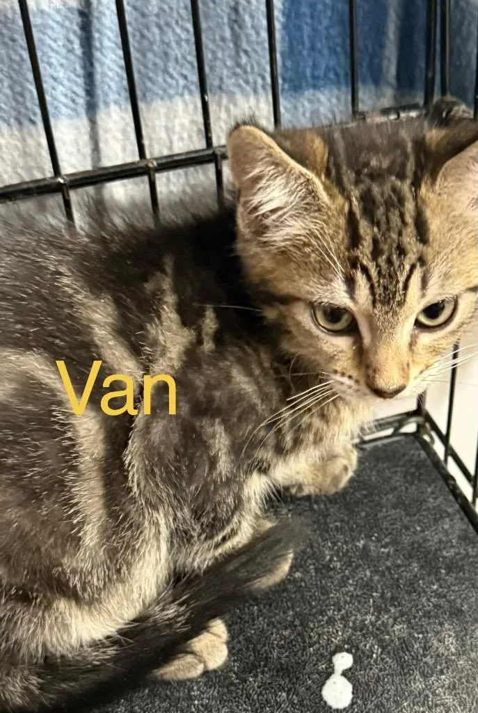 A young small-sized male Domestic Short Hair cat named Van for adoption in Saint Francisville, LA