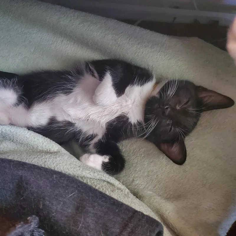 A baby small-sized female Black & White / Tuxedo Domestic Short Hair cat named Phyllis Diller for adoption in Richmond, VA